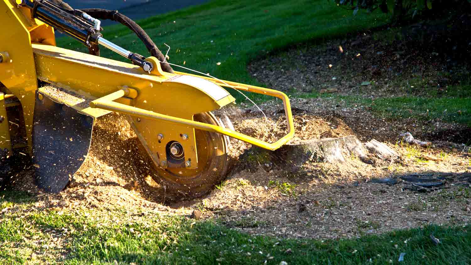 tree stump grinding front yard