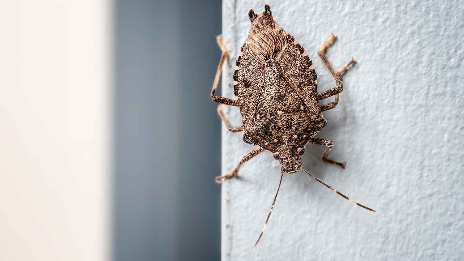 Brown marmorated stink bug on a white wall