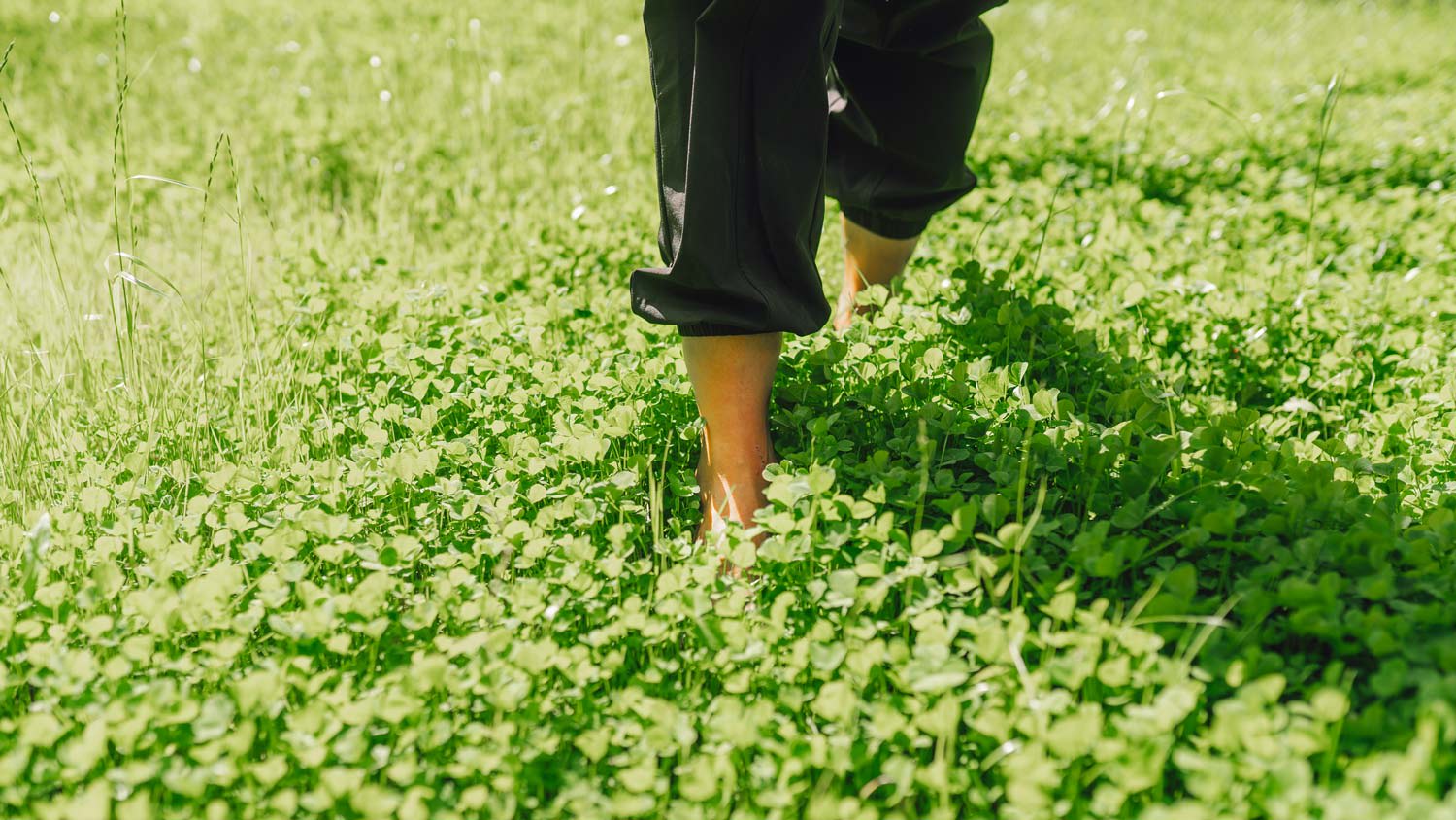 Bare feet of woman walking on green clover lawn