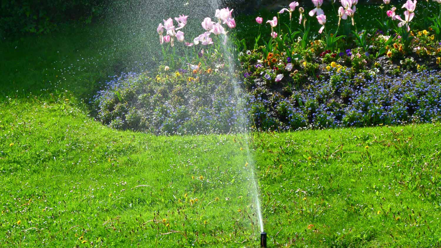 Irrigation of grass with sprinkler system