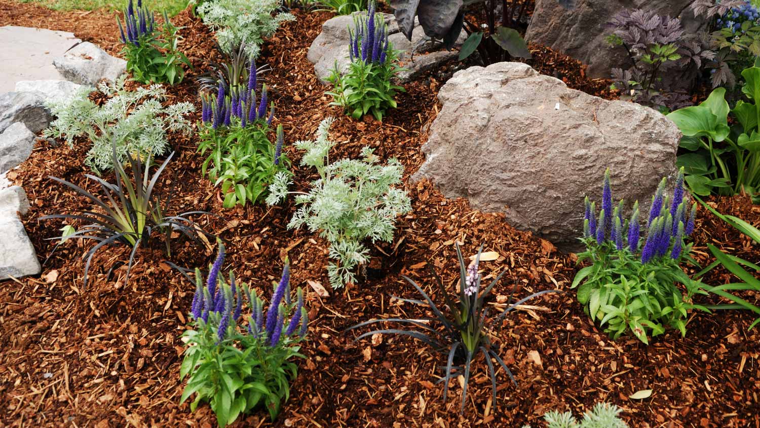 blooming in garden bed