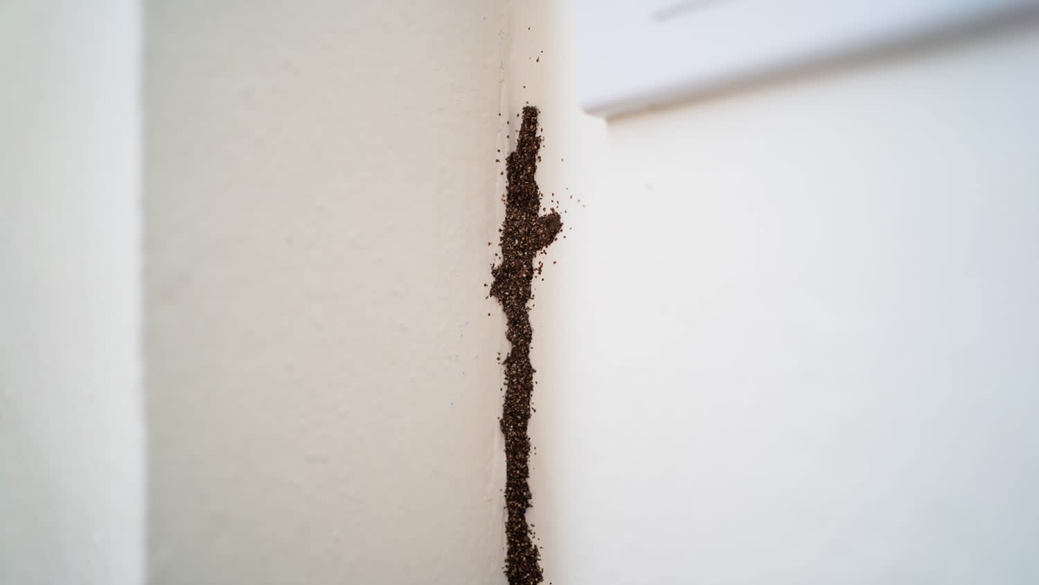 termites on wall