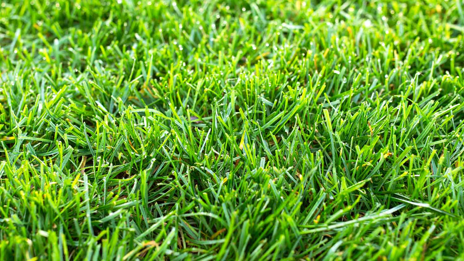 Closeup of a green lawn