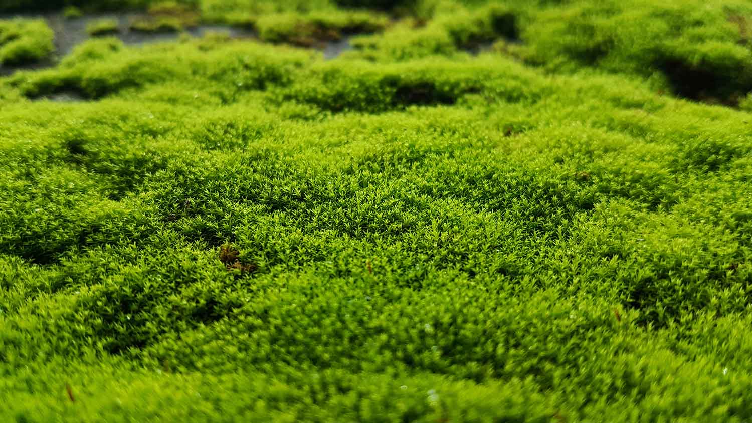 Close-up of moss lawn
