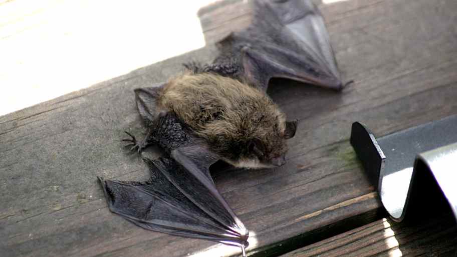 Bat on deck