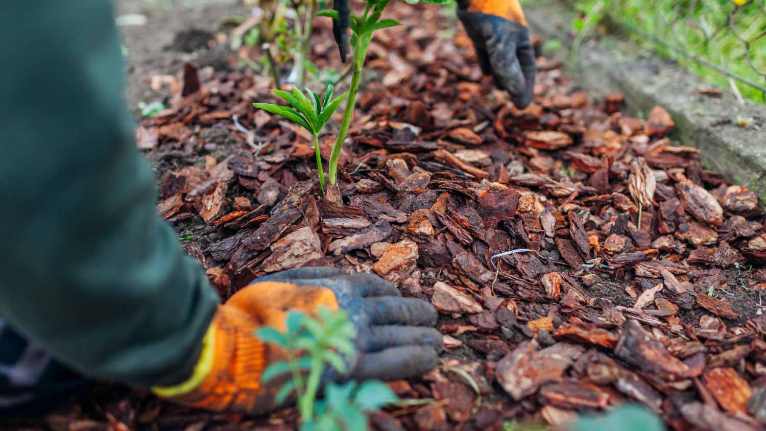 Gardener mulching garden