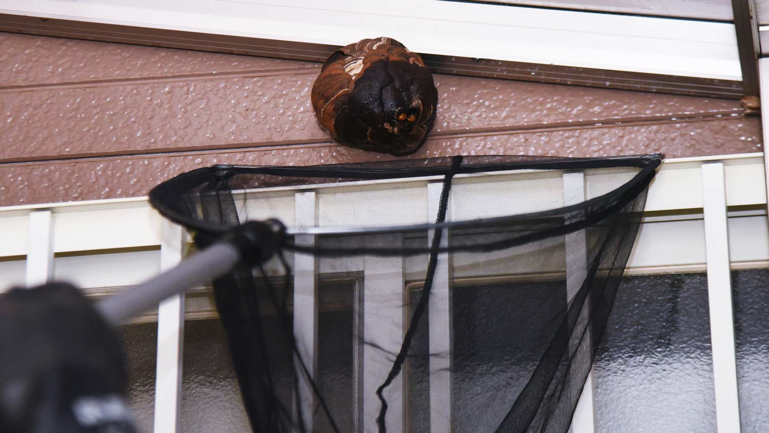 hornets nest outside home