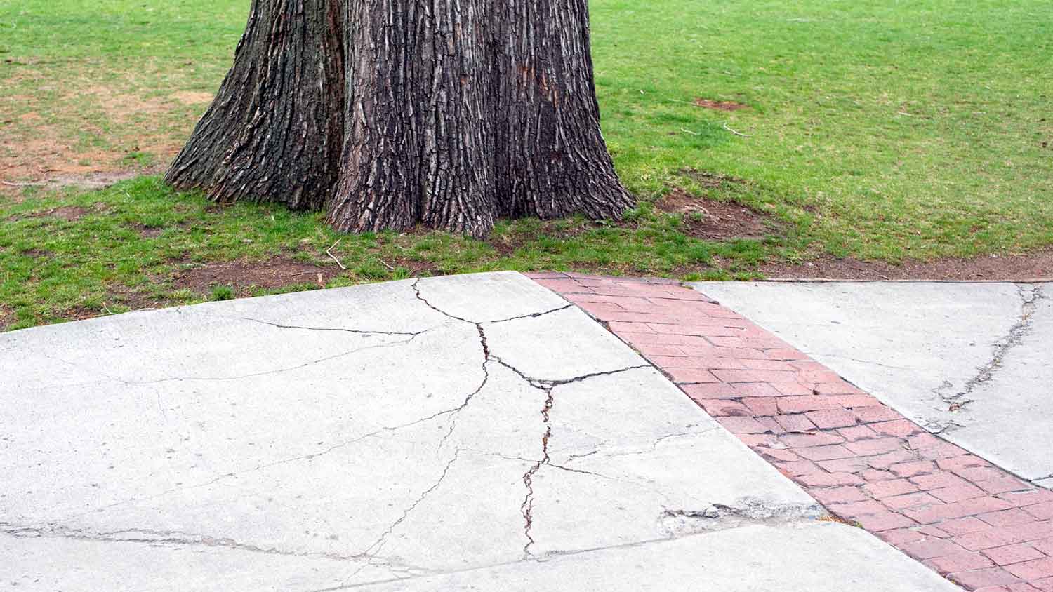 Tree root damage in a concrete patio