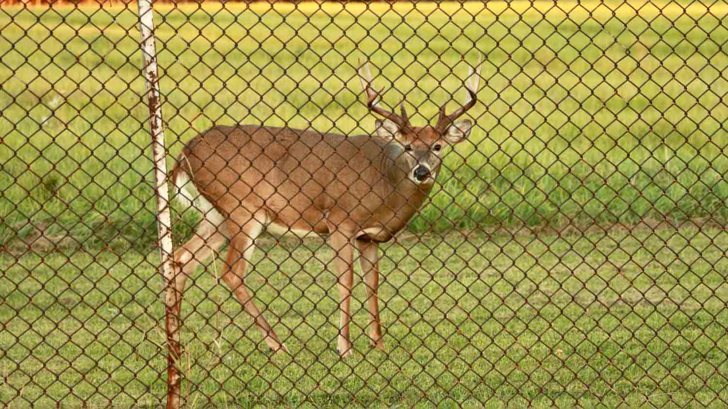 deer behind residential fence