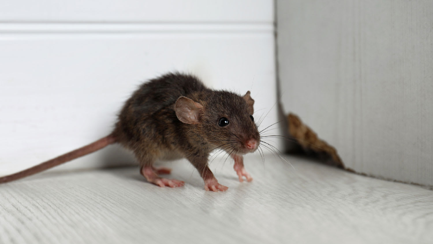 A rat in a house