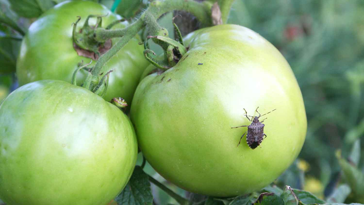 Brown marmorated stink bug on a green tomato