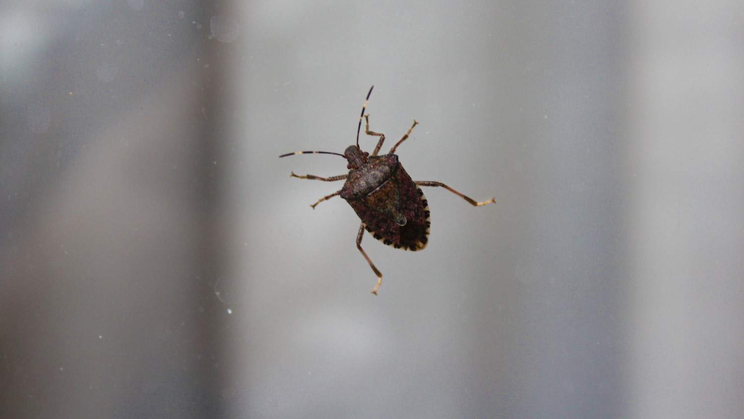close up of stink bug