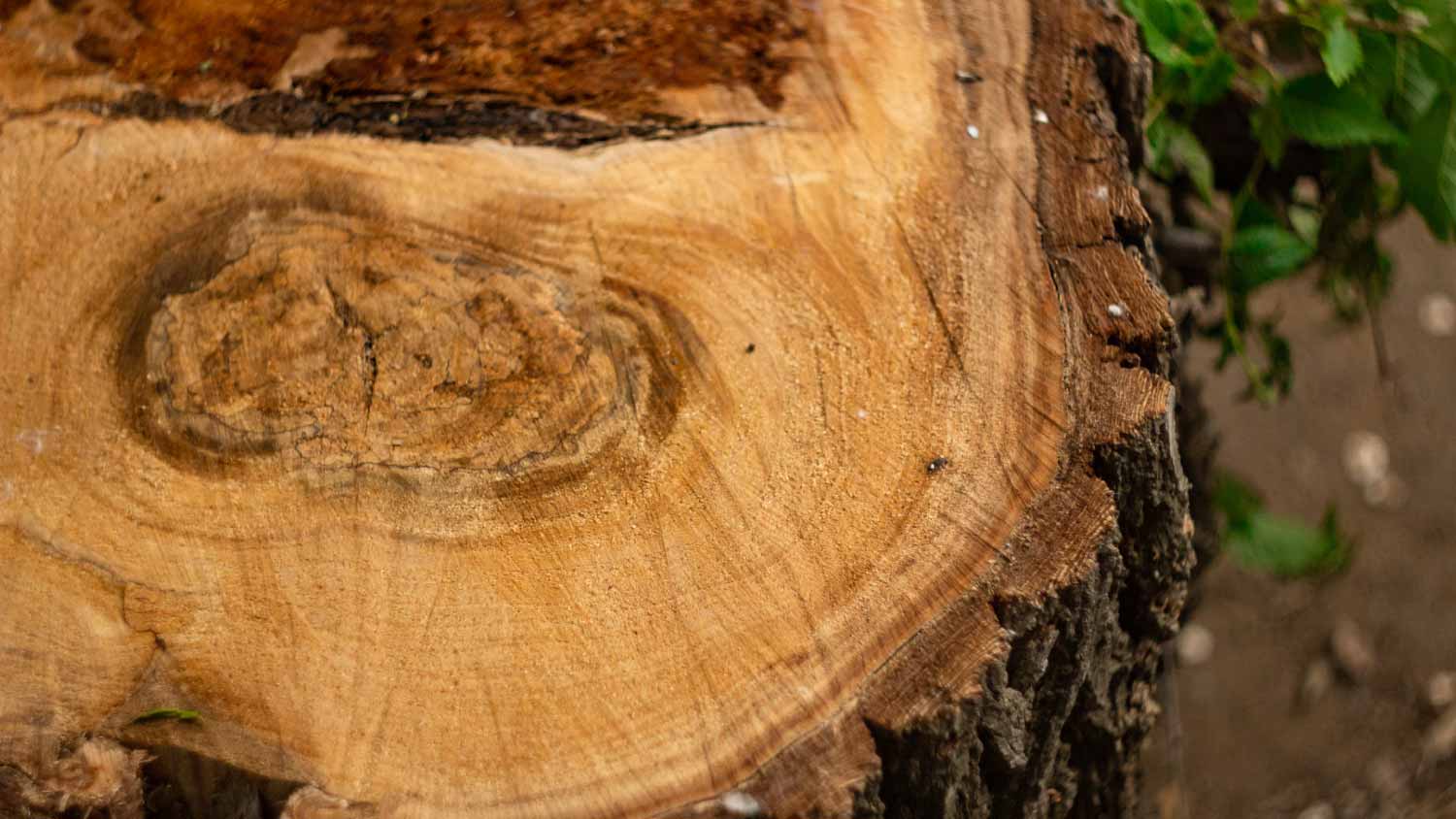 Old tree stump