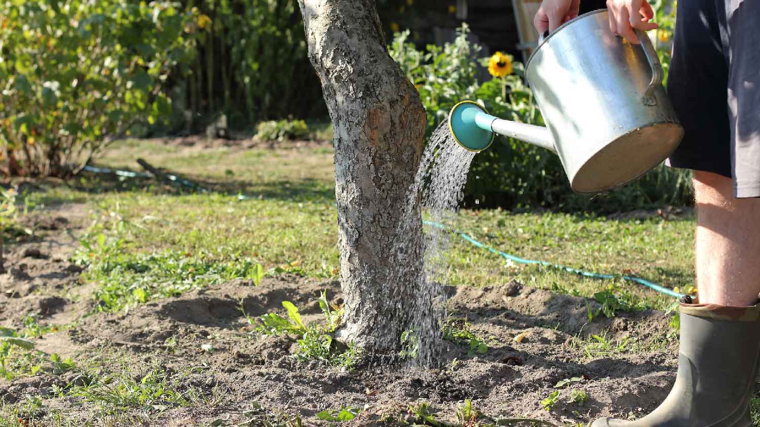 A man watering a large tree