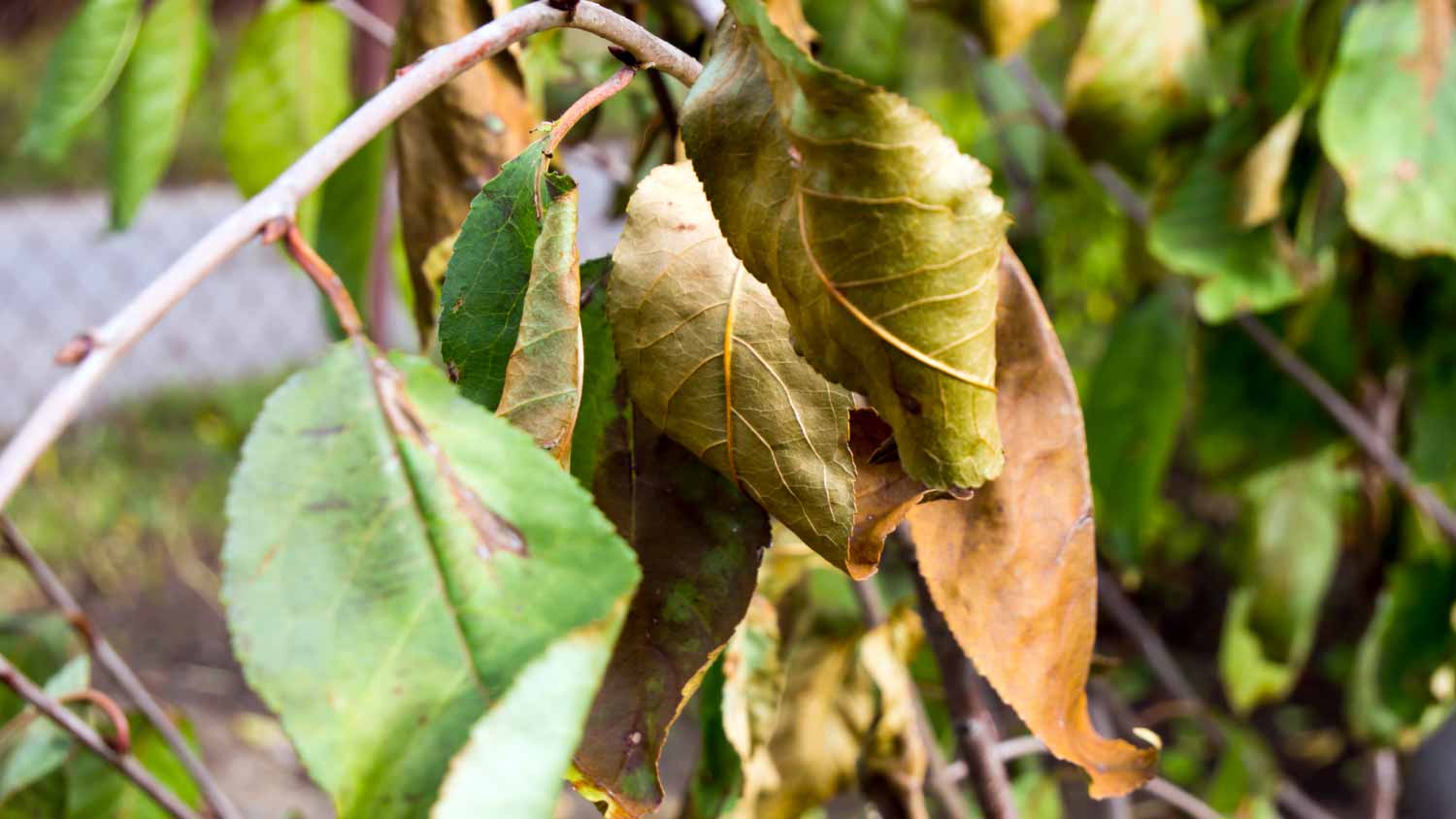 Diseased fruit tree leaves