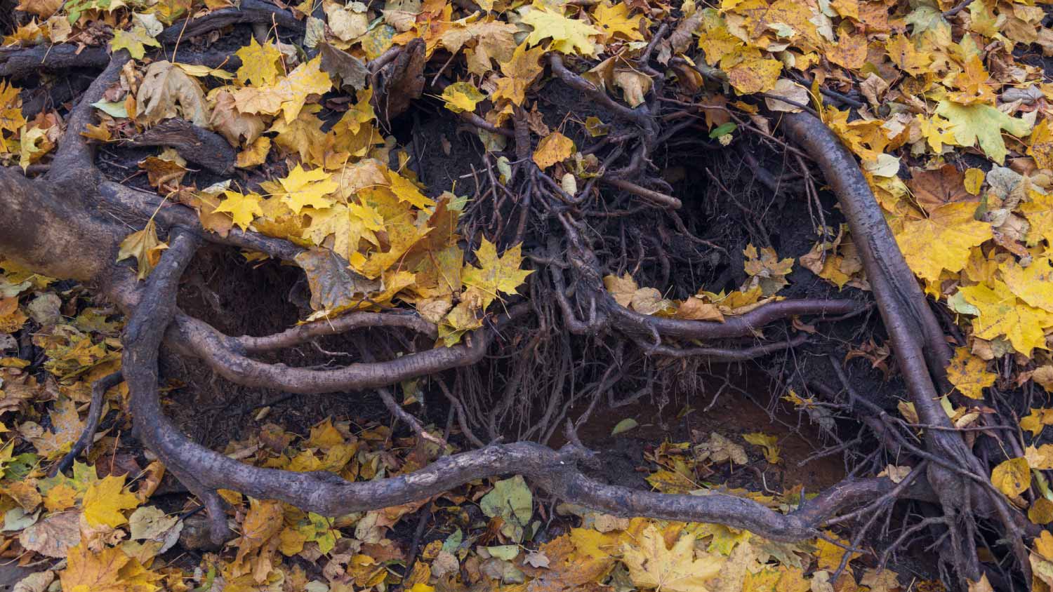 Autumn leaves and exposed roots