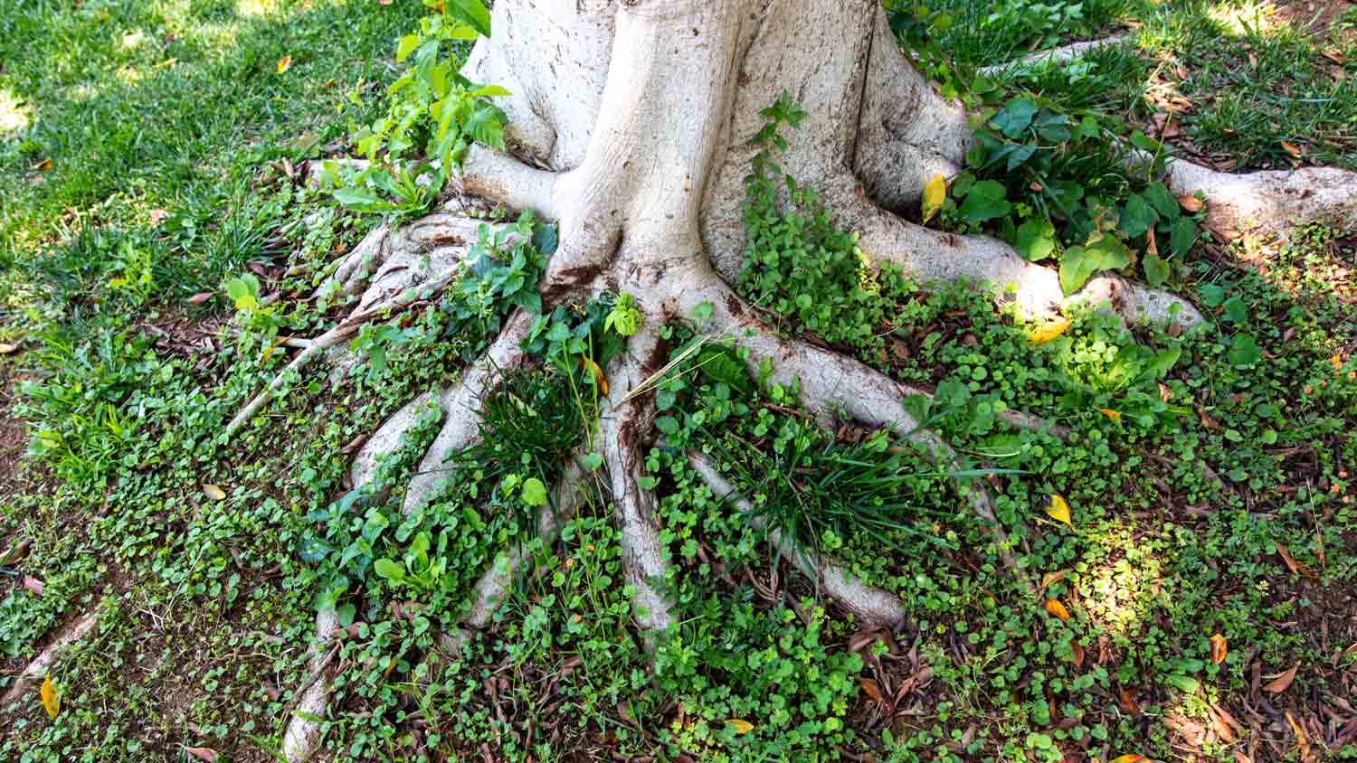 large tree roots