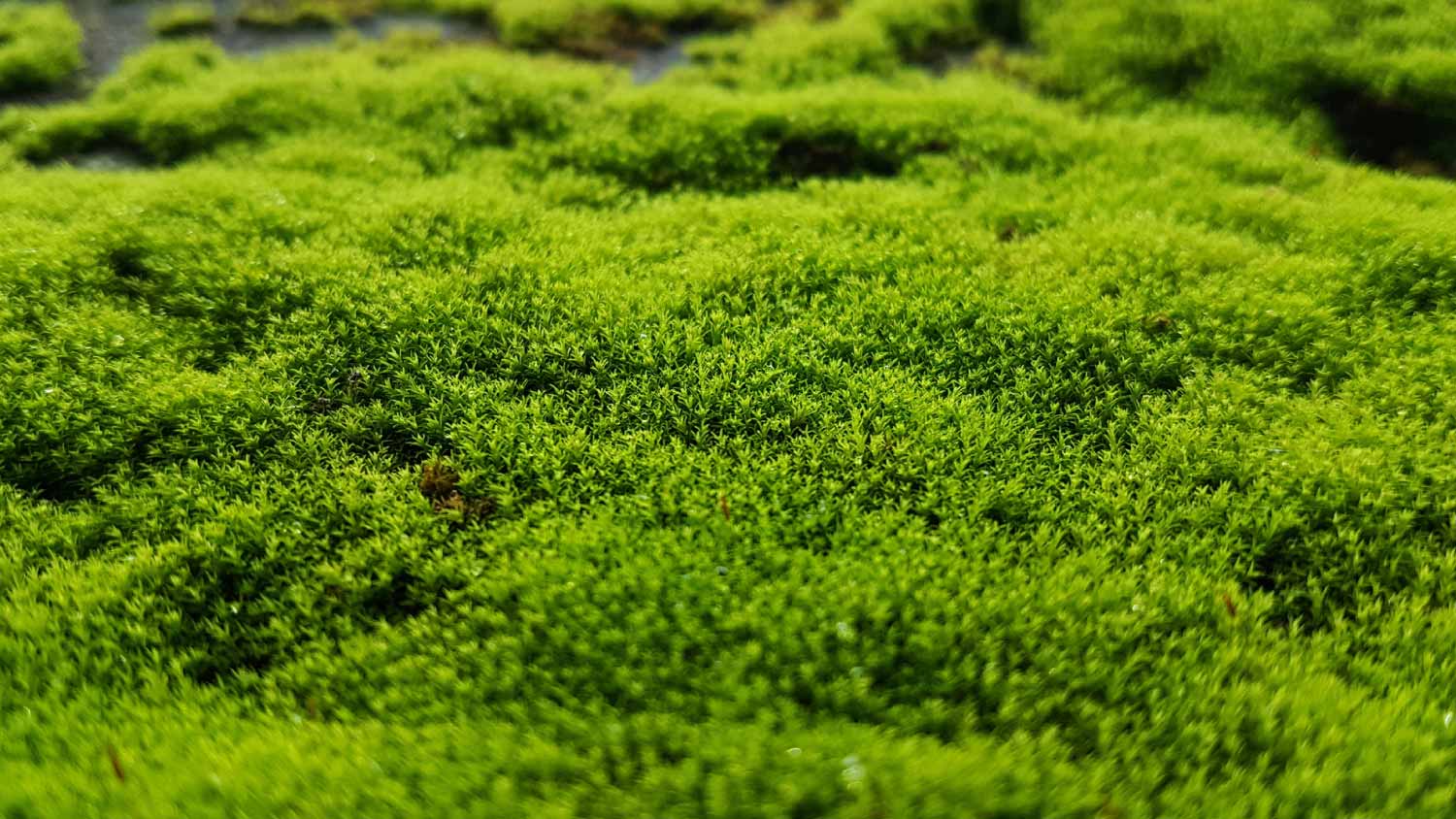 Close up of fresh moss