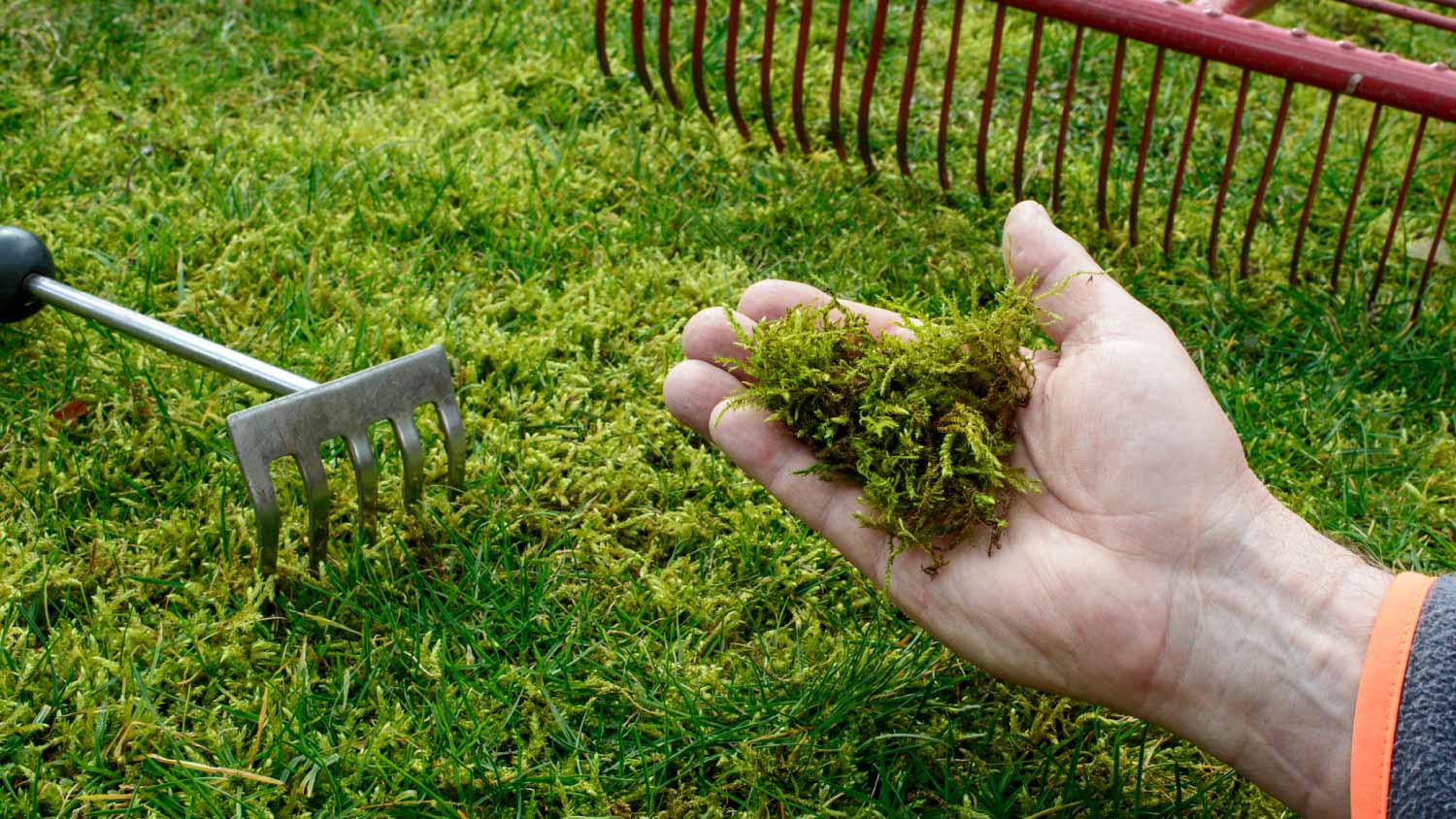 Man holding fresh moss