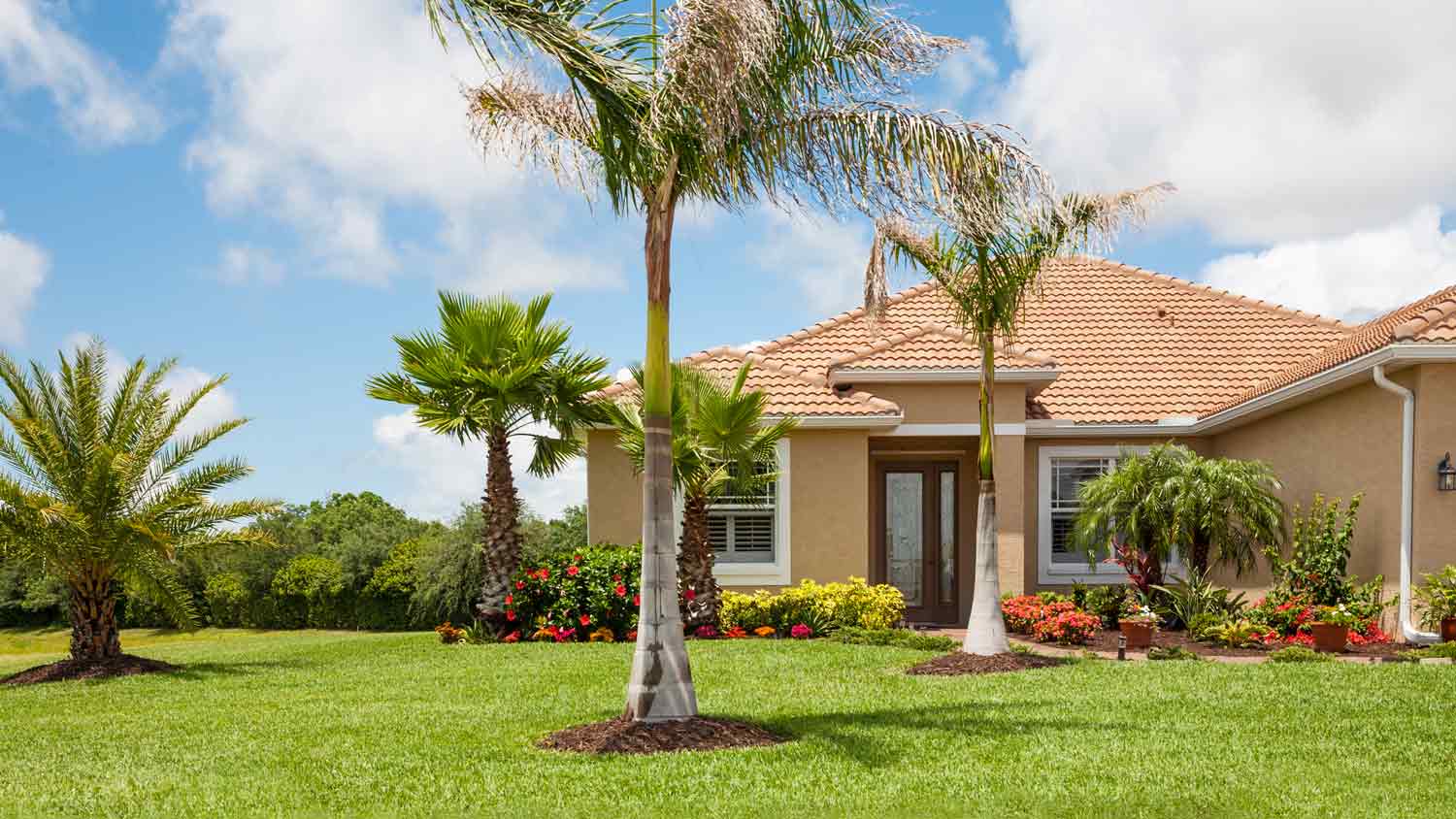 tropical palm tree roots