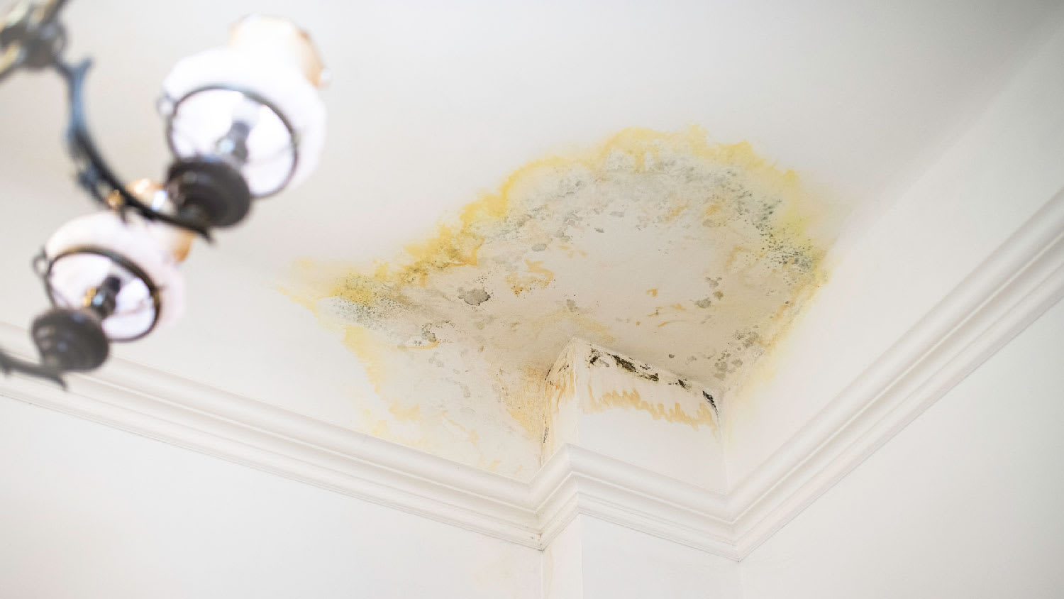 Mold residue on the ceiling
