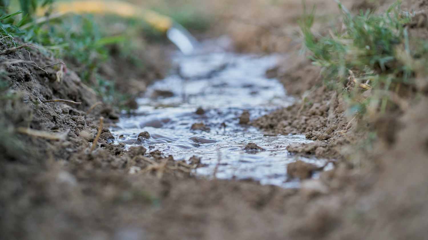 Water pooling in the dirt