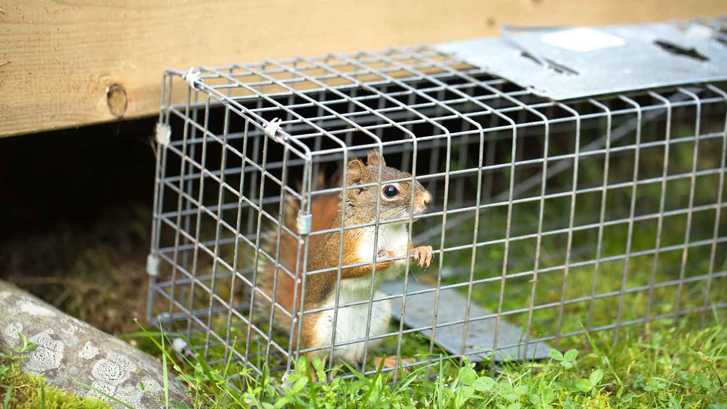 A squirrel in a cage