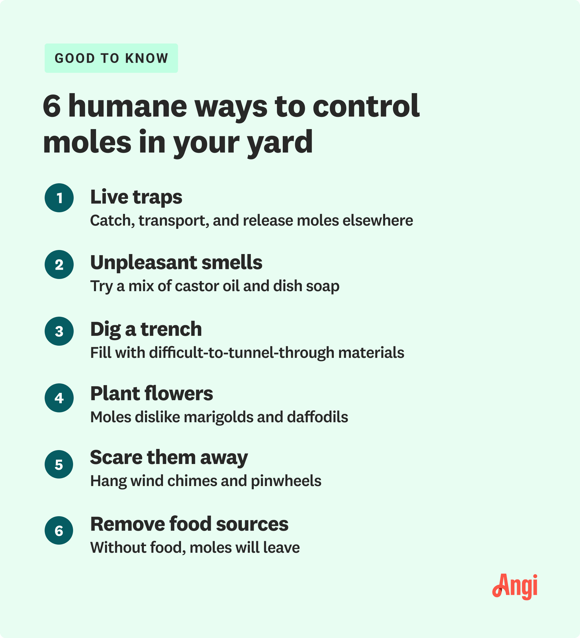 6 humane ways to control moles in your yard, including live traps and planting flowers