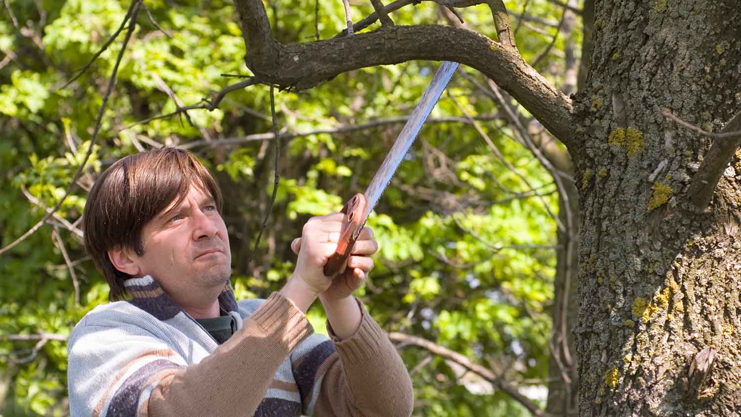Man using handsaw to trim a tree
