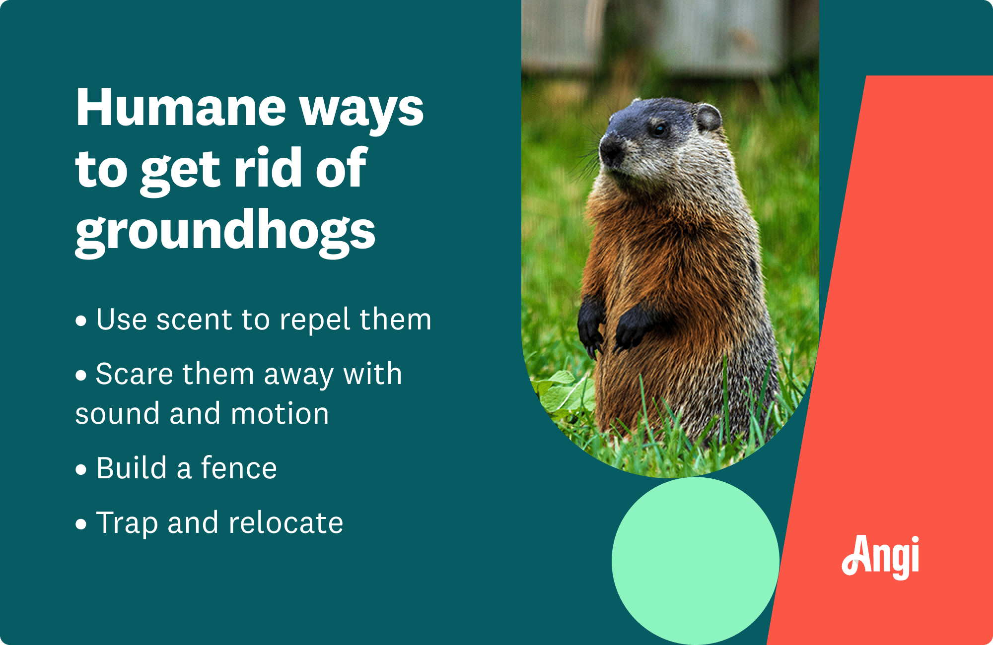 4 humane ways to remove groundhogs, including using scent to repel them