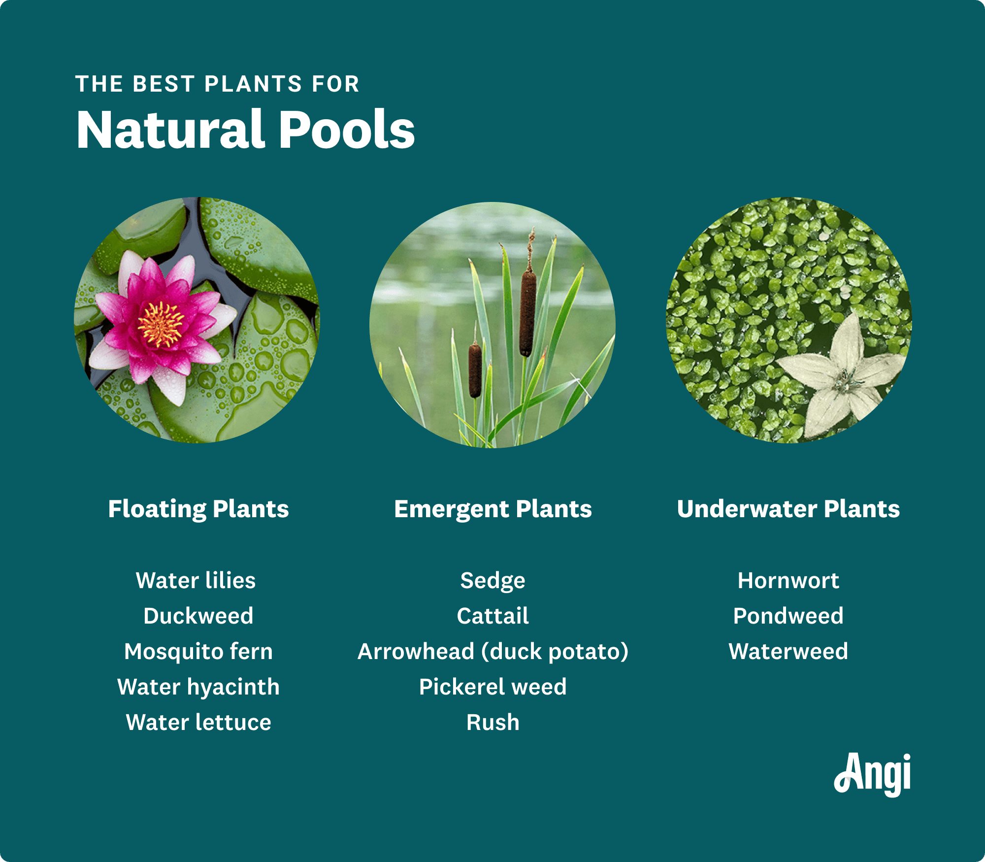 3 types of plants used in natural pools, including floating, emerging, and underwater