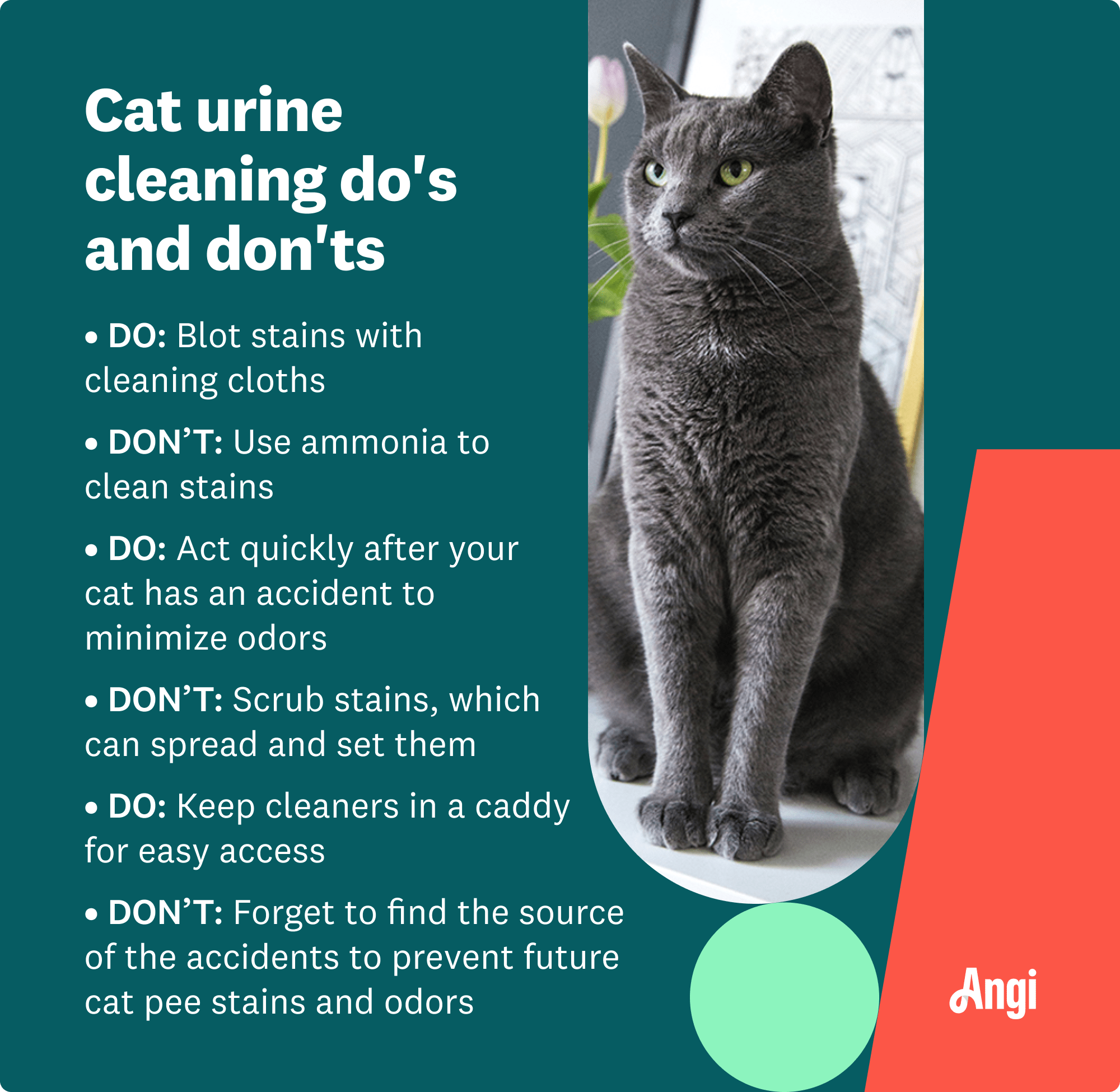 Cat urine cleaning do’s and don’ts, including don’t use ammonia to clean stains
