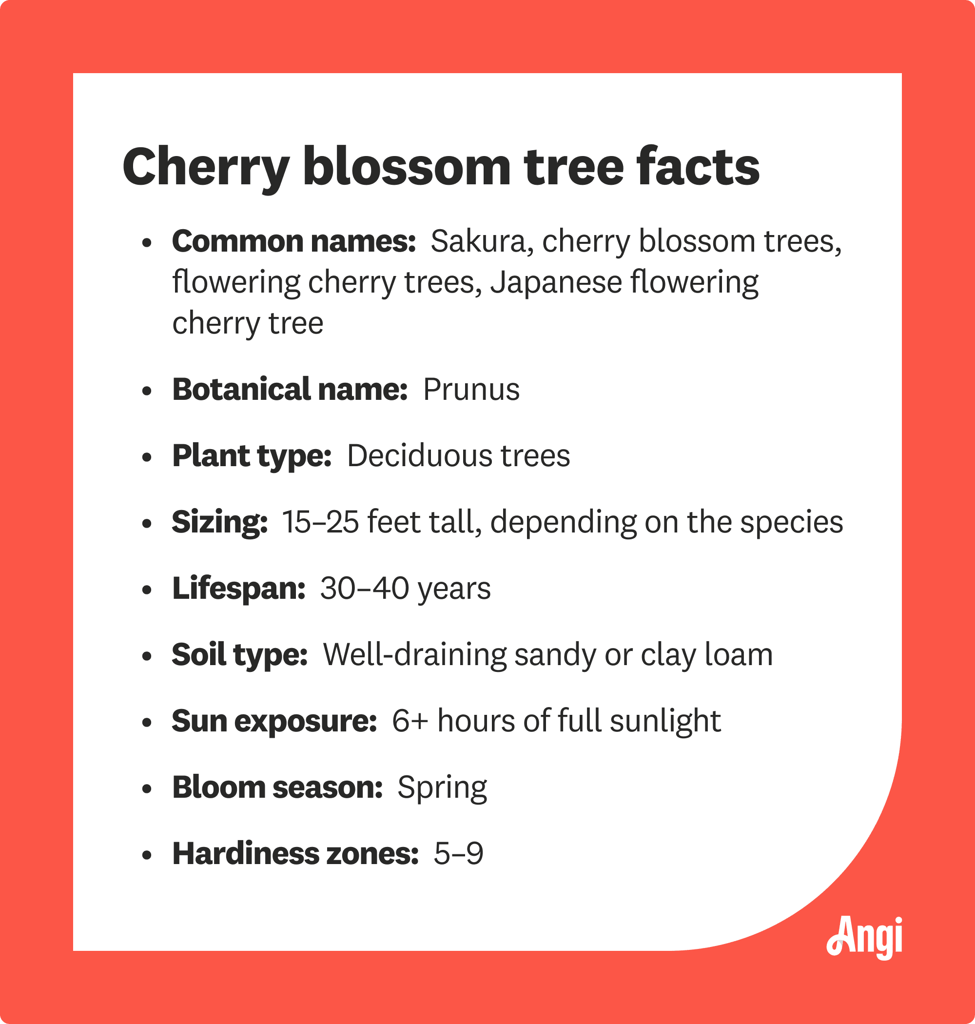 9 cherry blossom tree facts, including its botanical name of Prunus and lifespan of 30 to 40 years