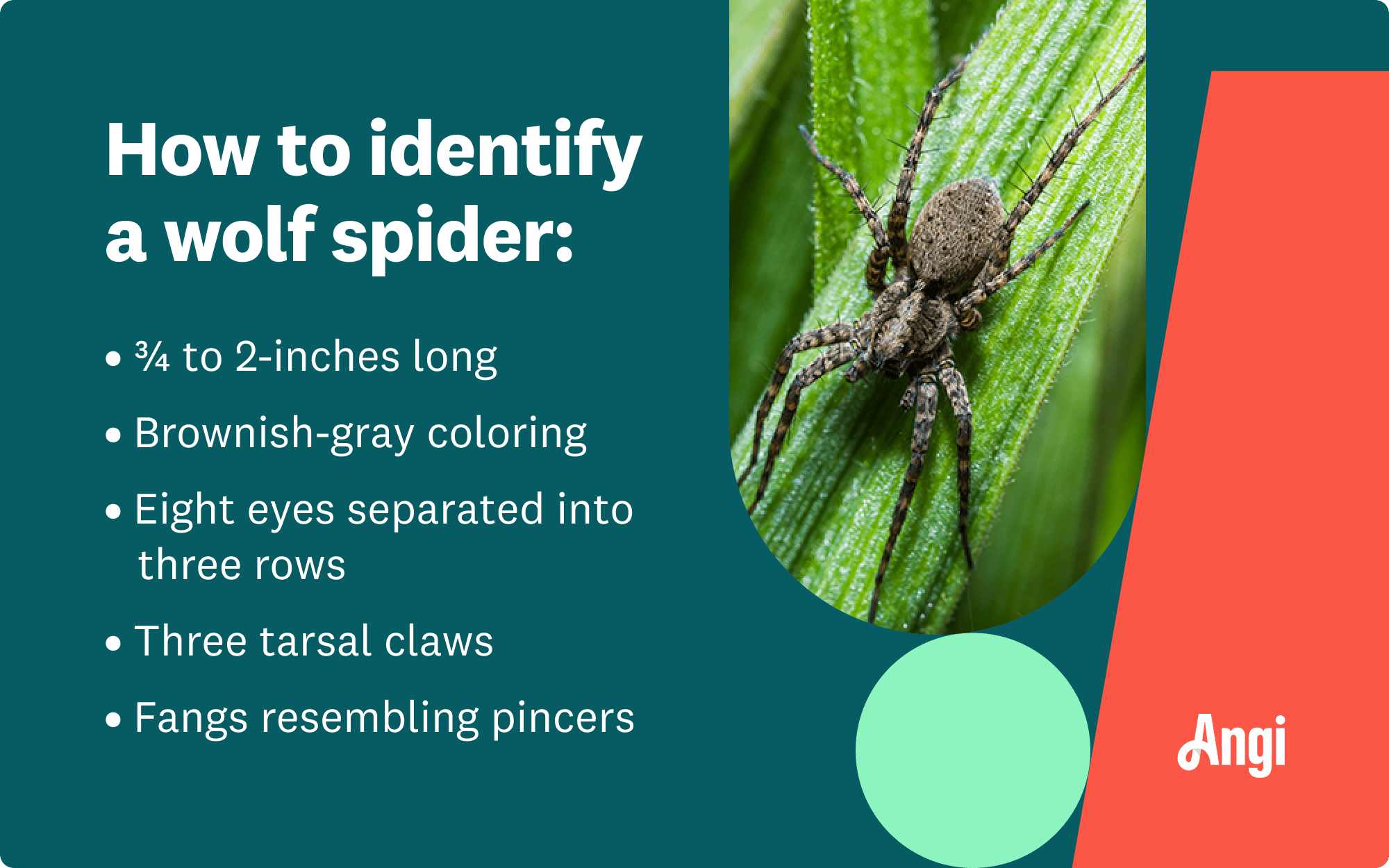 5 identifiers of a wolf spider, including three tarsal claws and fangs resembling pincers