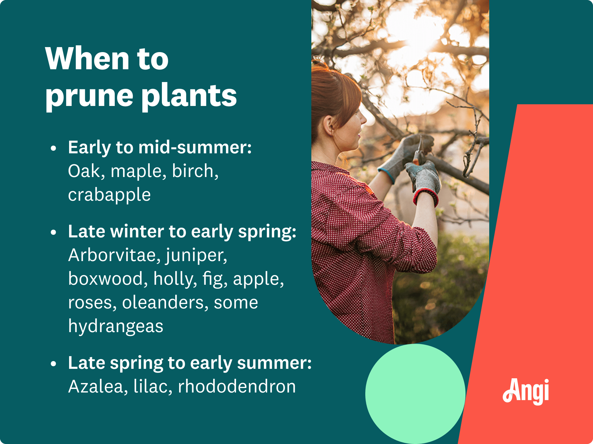 When to prune different plants per season, with azalea, lilac, and rhododendron needing pruned late spring to early summer