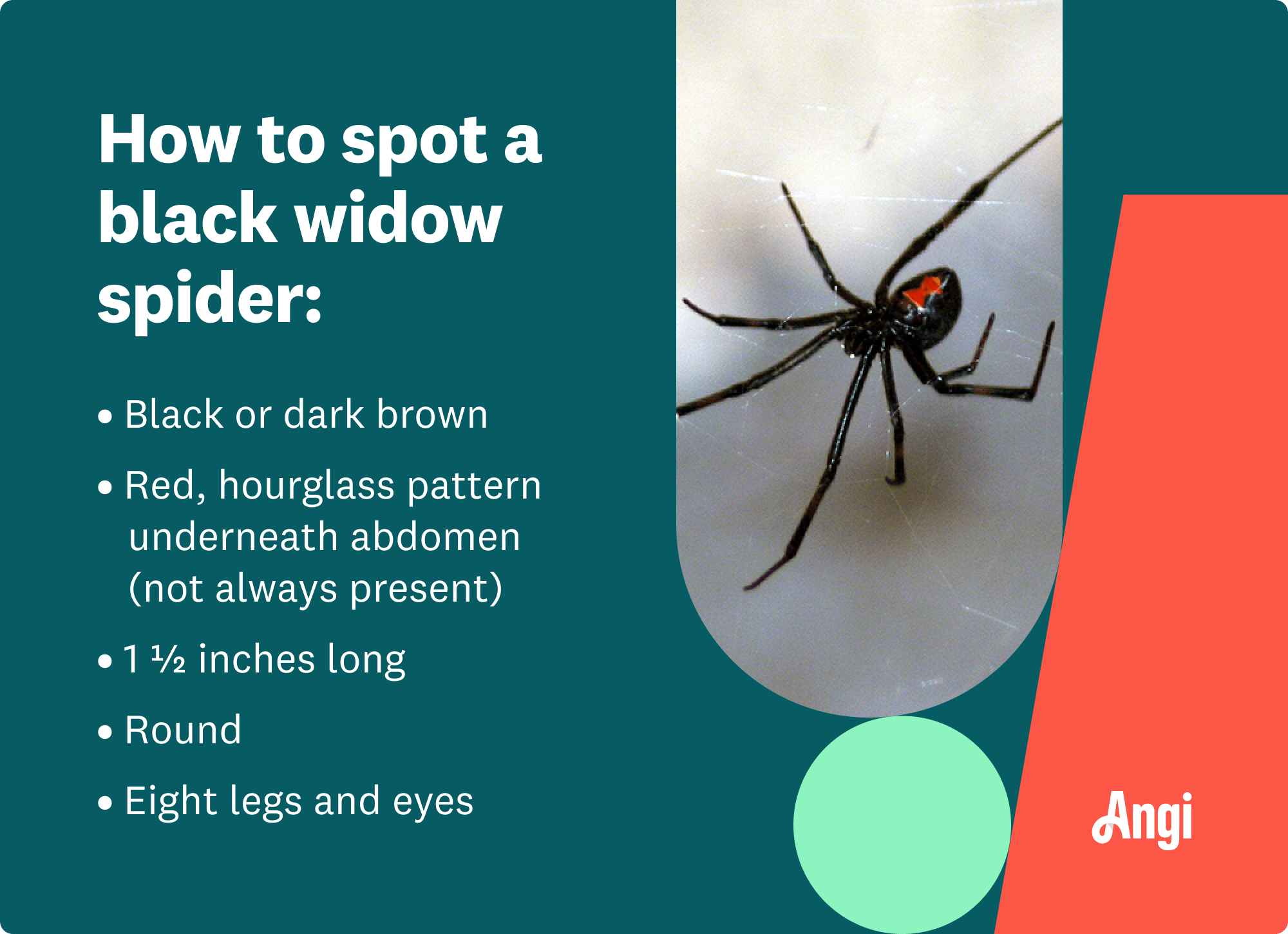 5 ways to spot a black widow spider, including being black or dark brown, round, and having eight legs and eyes