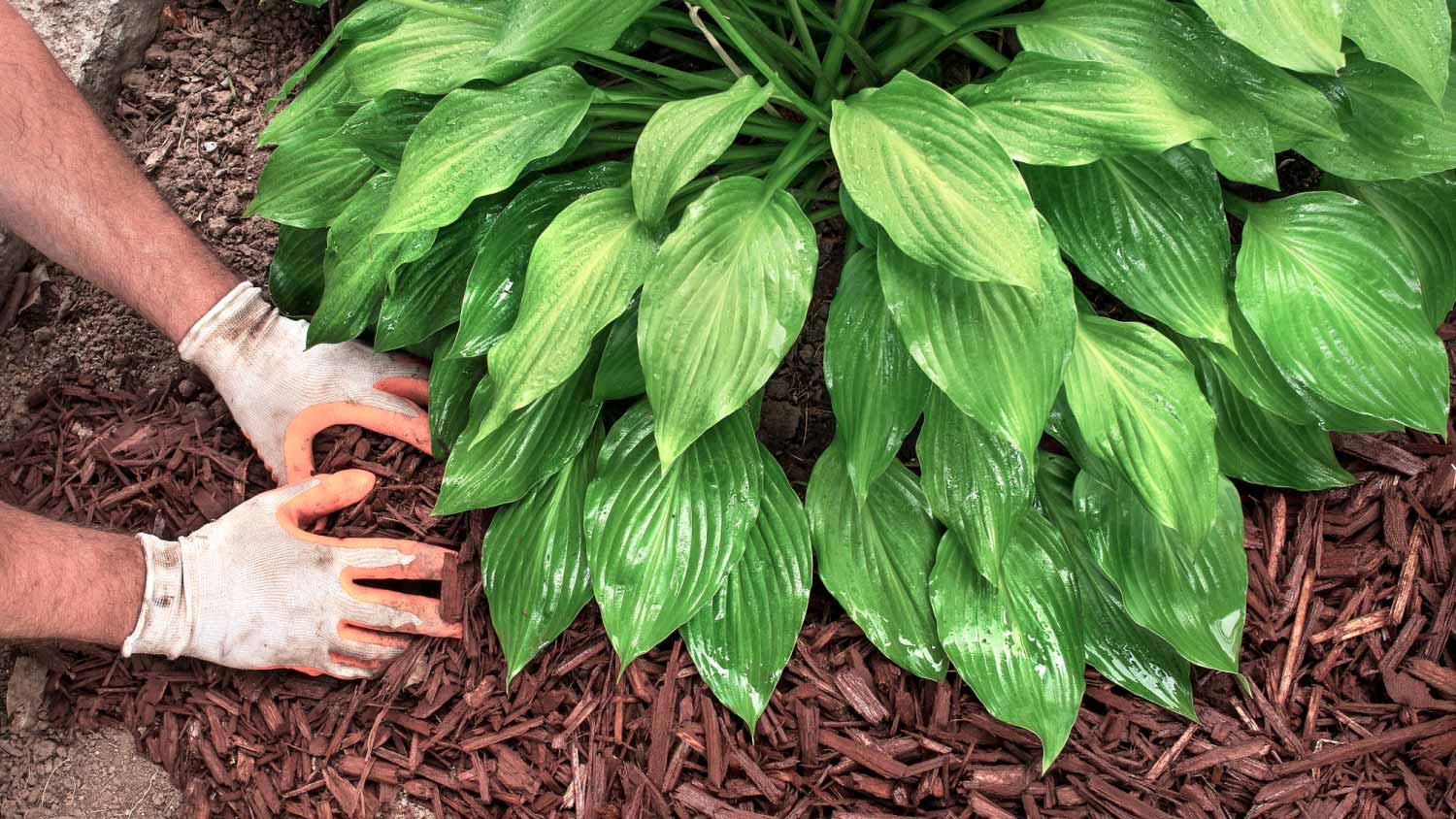 Man spreading brown mulch around plants