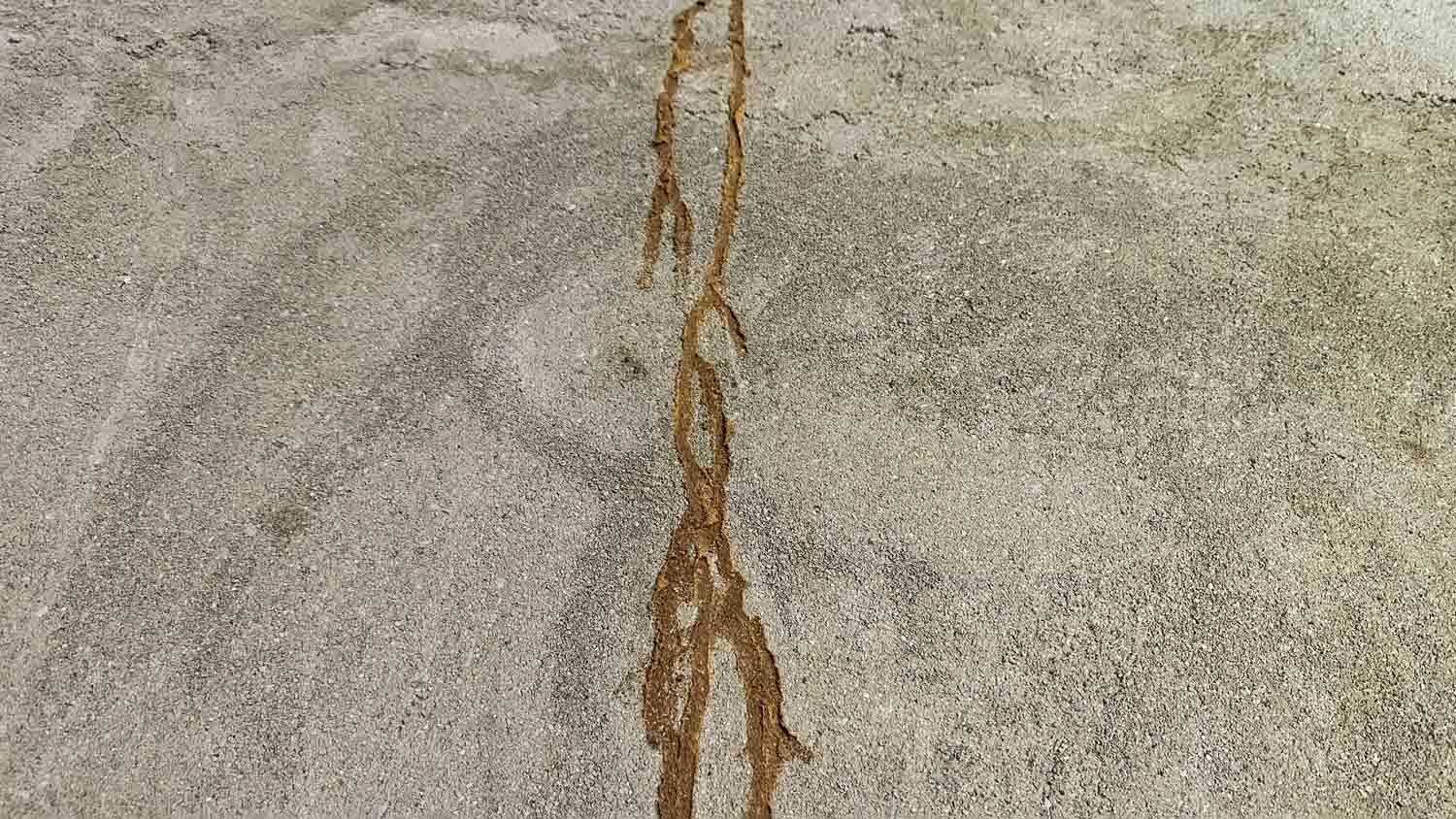 mud tubes from termites