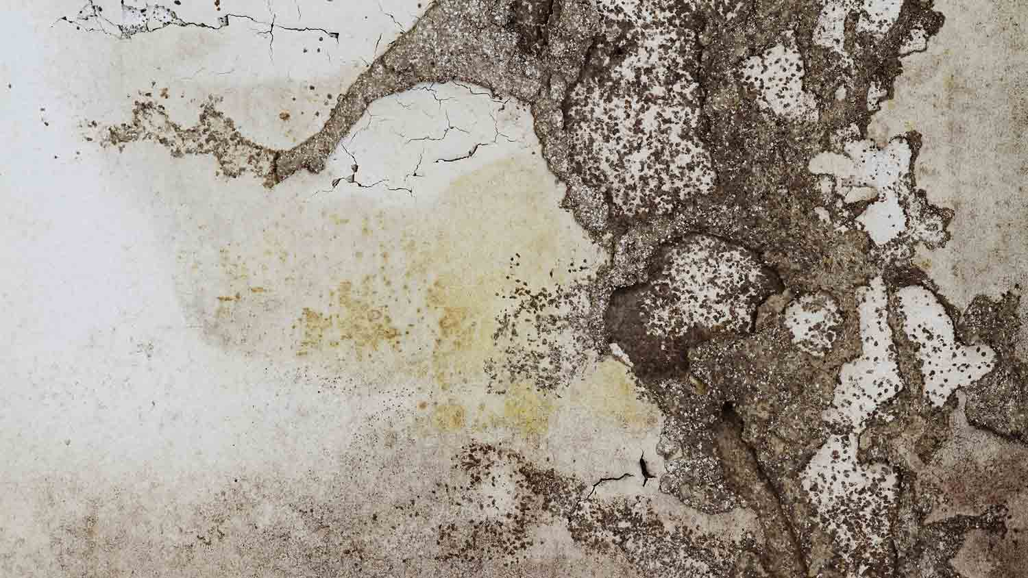 termite damage on wall