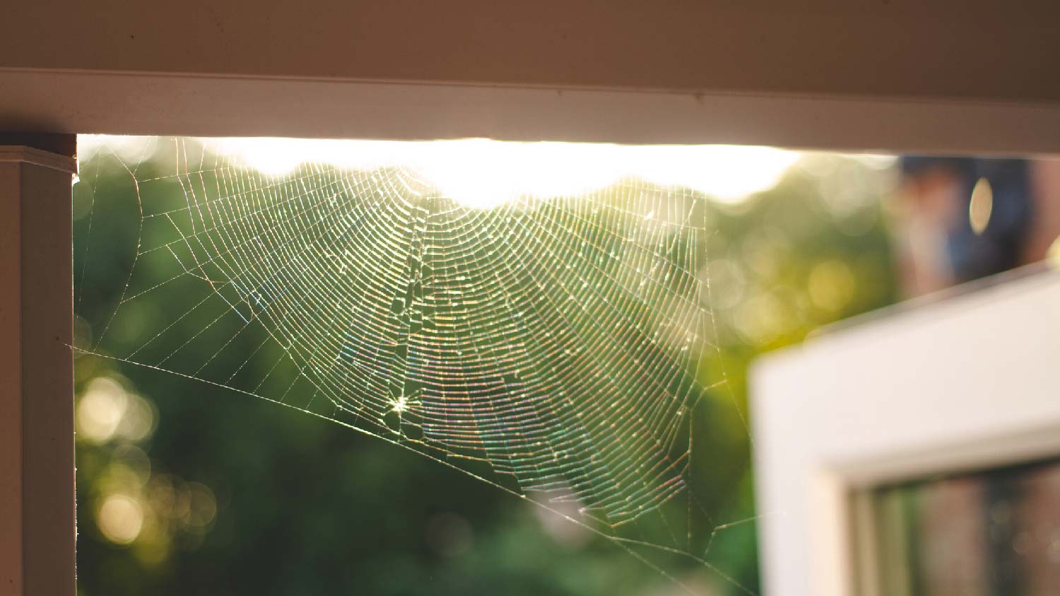 A spider web on a door frame