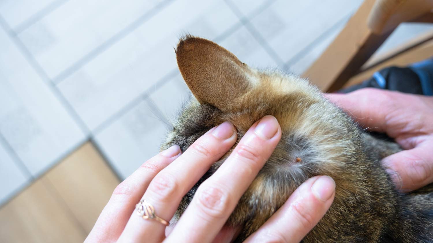 Tick on cats fur