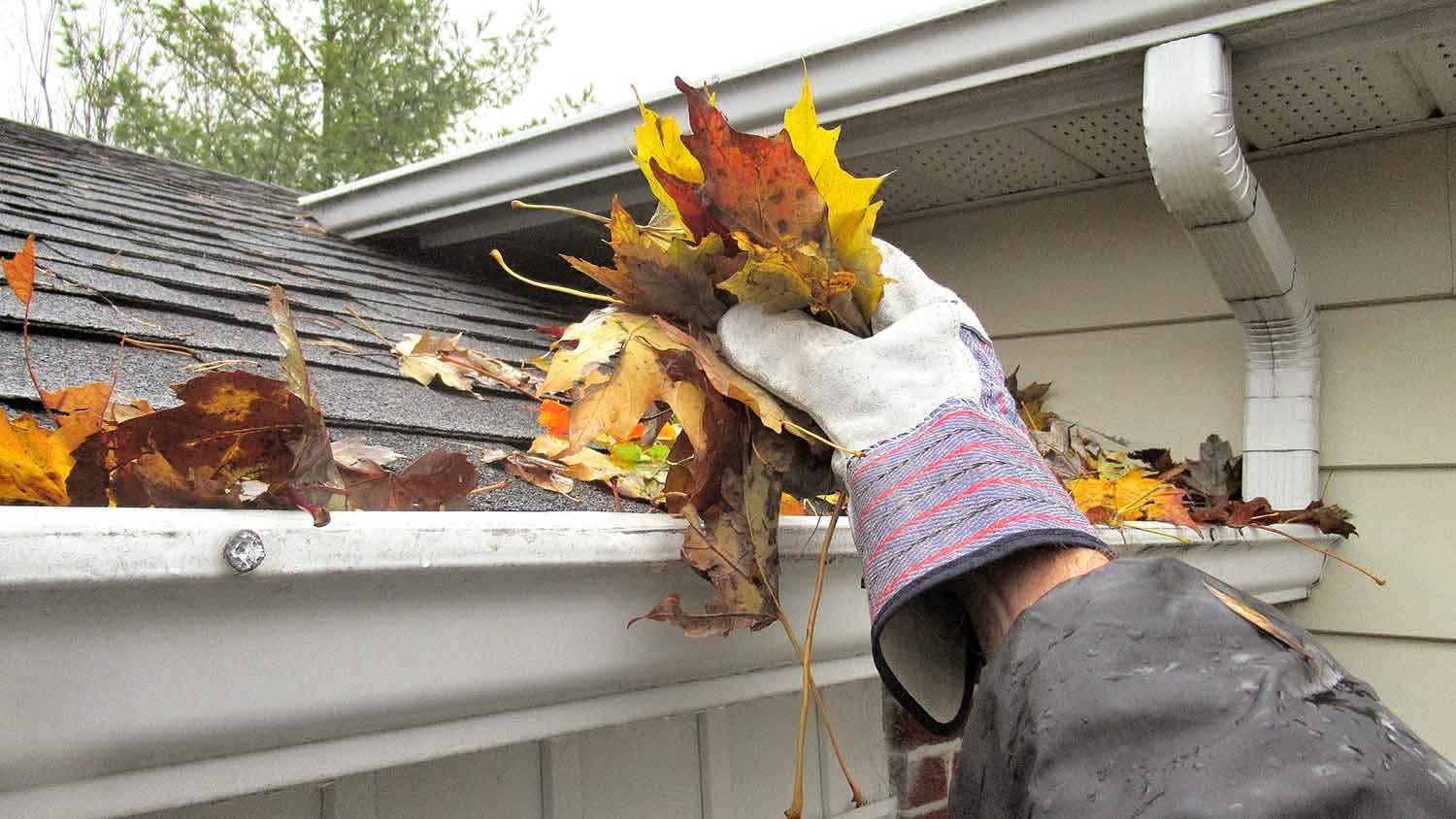 Person removing autumn leaves from the gutters