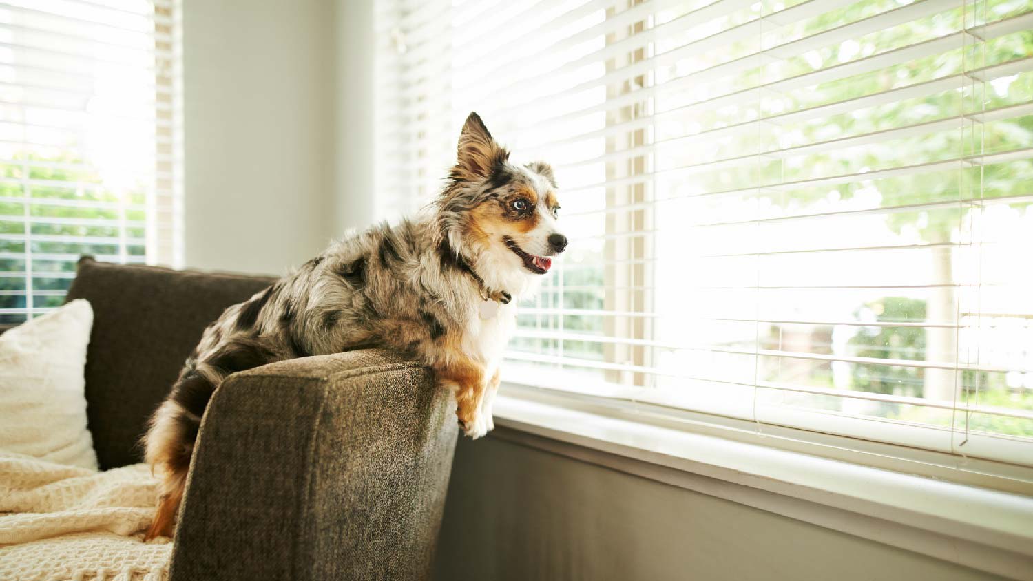A dog looking out a window with blinds