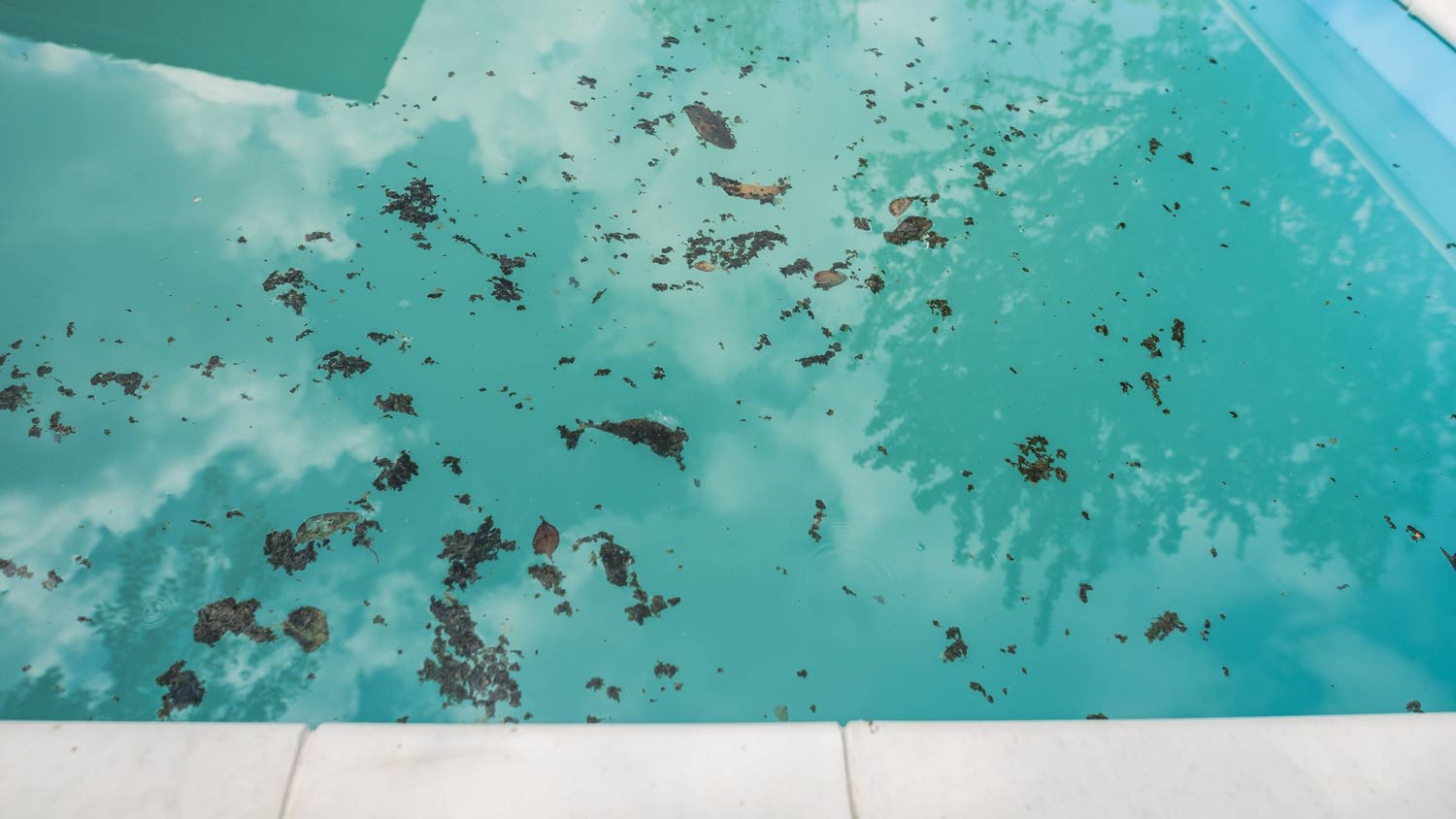 Debris floating in a swimming pool.