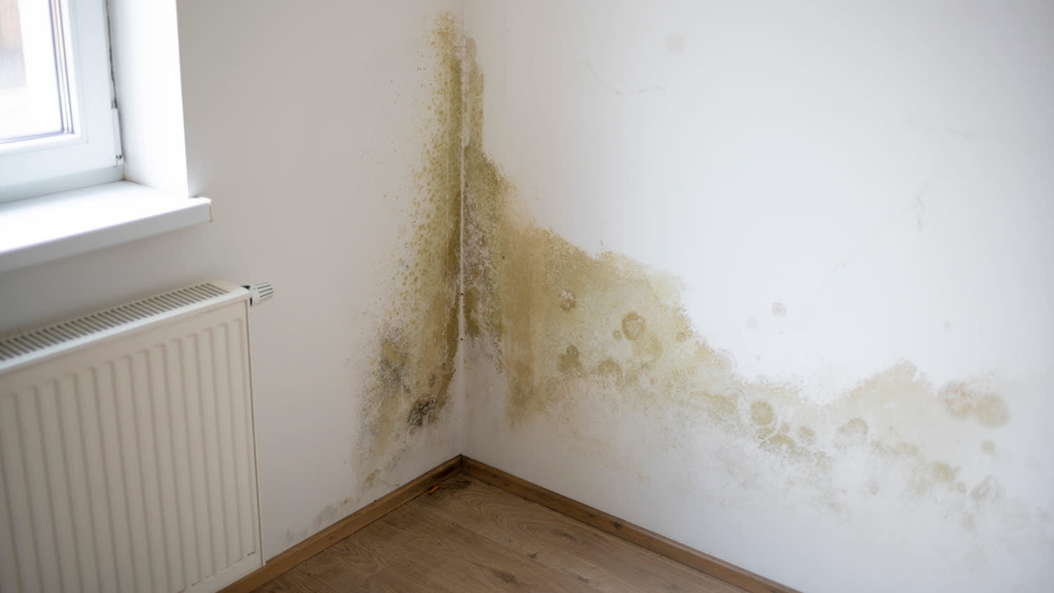 mold on apartment wall