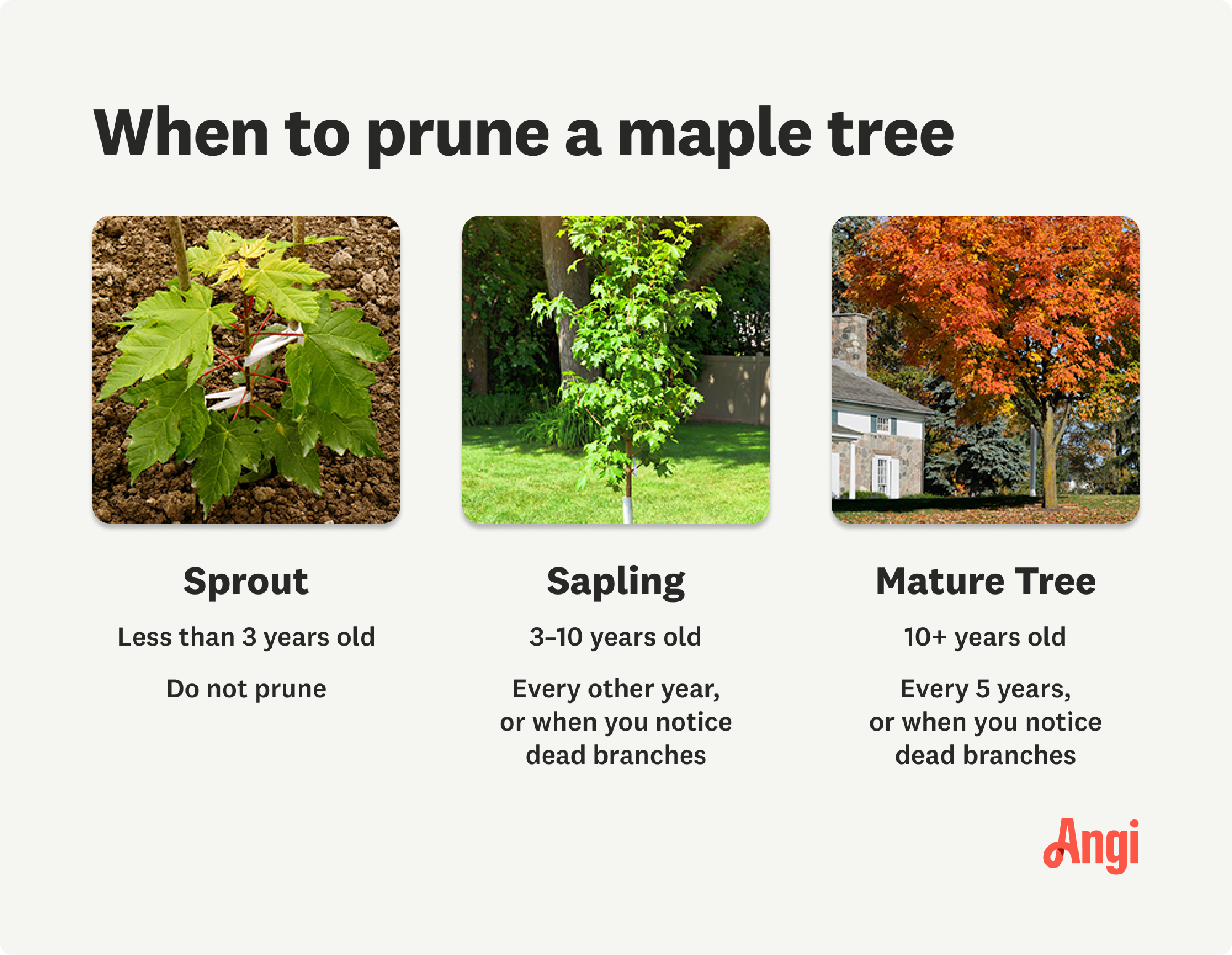 3 maple tree age groups and when to prune them, with 3 to 10 year old saplings pruned every other year