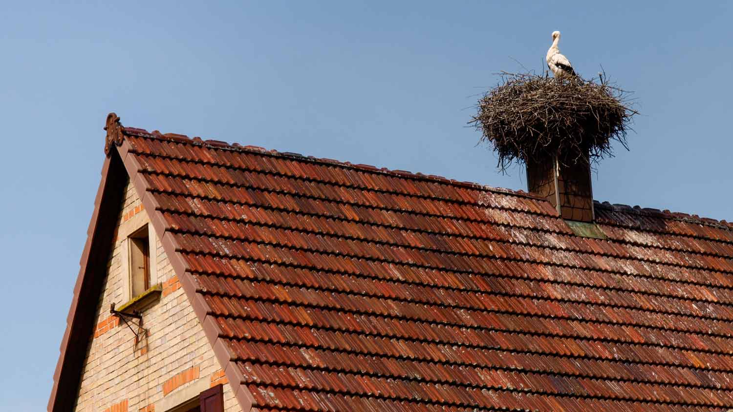 Nest blocking chimney vent