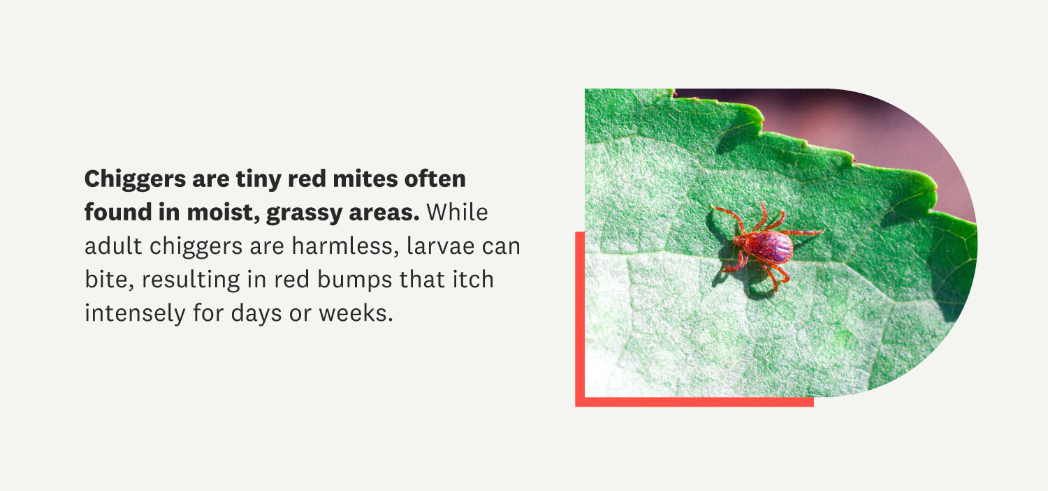 close up of chigger on a leaf