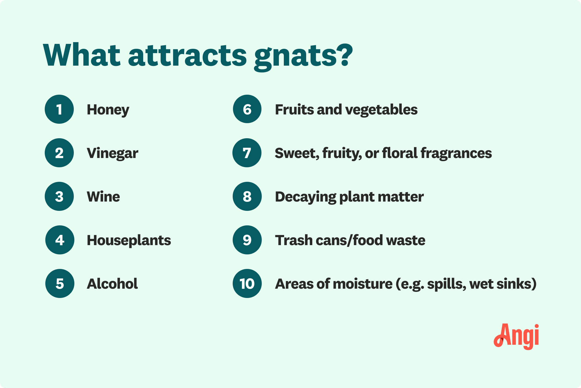 10 items that attract gnats, including honey, houseplants, and trash cans/food waste