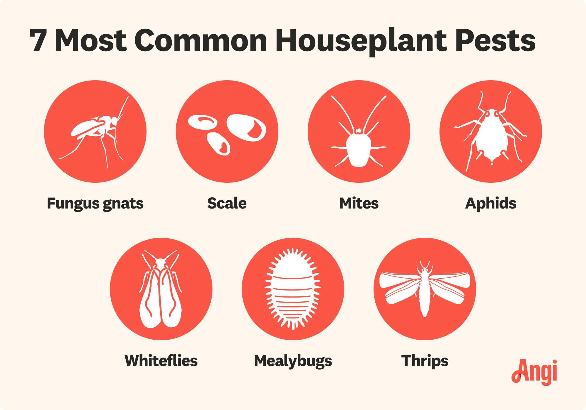 7 common houseplant pests, including mites and fungus gnats